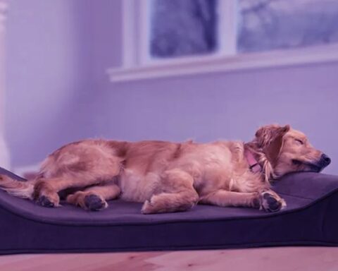 Orthopedic Dog Beds